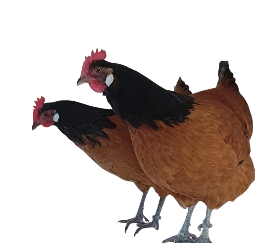 IMG-20260125-WA0012-removebg-preview Vorwerks