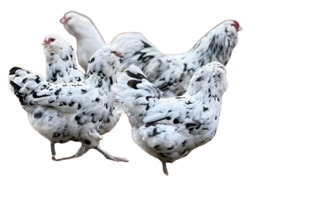 IMG-20260125-WA0018-removebg-preview Ermine Ameraucana