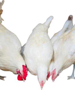 White Leghorn