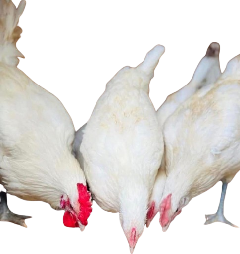 IMG-20260125-WA0019-removebg-preview White Leghorn