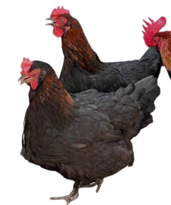 Black Copper Marans