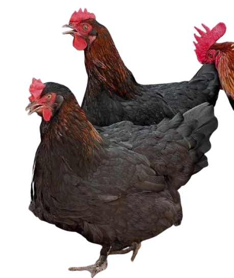 IMG-20260125-WA0022-removebg-preview Black Copper Marans