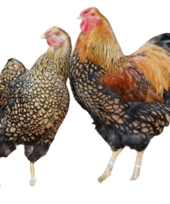 Gold Laced Wyandotte