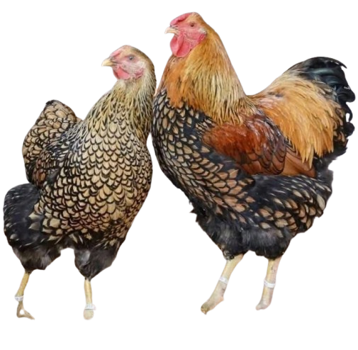 IMG-20260125-WA0024-removebg-preview Gold Laced Wyandotte