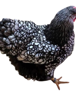 Silver laced Wyandotte