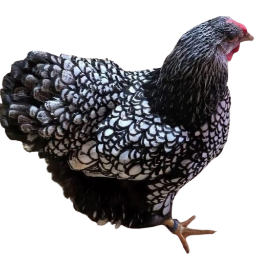 IMG-20260125-WA0025-removebg-preview Silver laced Wyandotte