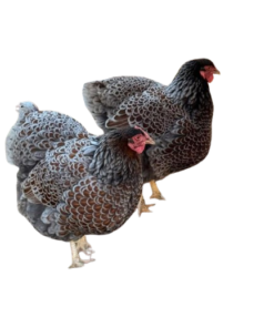Blue Laced Wyandotte