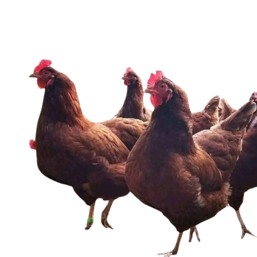 IMG-20260125-WA0027-removebg-preview Rhode Island Red