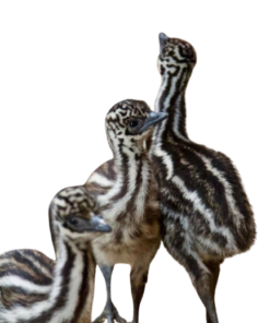 Emu Chicks