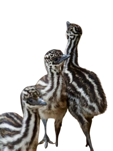 IMG-20260125-WA0028-removebg-preview Emu Chicks