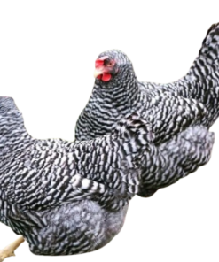 Barred Rock