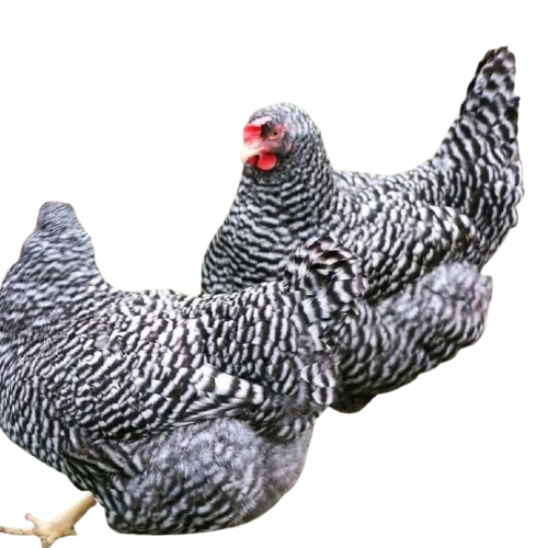 IMG-20260125-WA0032-removebg-preview Barred Rock