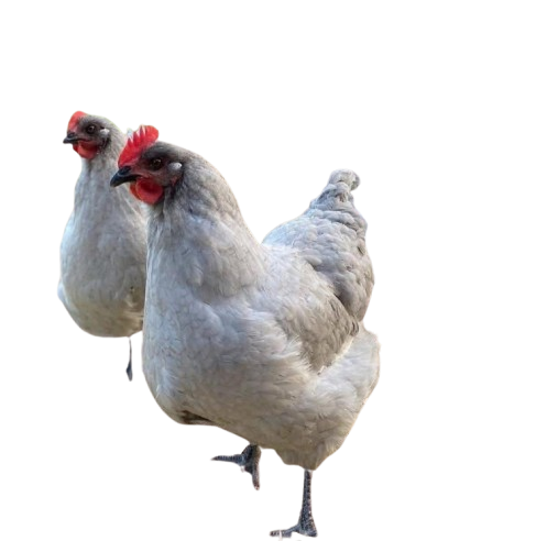 IMG-20260125-WA0033_1_-removebg-preview Lavender Orpington