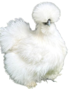 Silkie