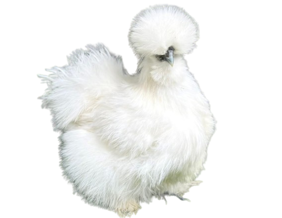 IMG-20260125-WA0036-removebg-preview Silkie