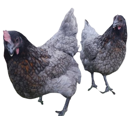 IMG-20260125-WA0037-removebg-preview Easter Egger