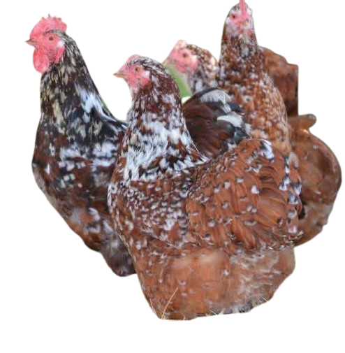 IMG-20260125-WA0043-removebg-preview Jubilee Orpingtons