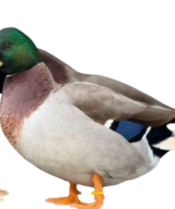 Call Ducks