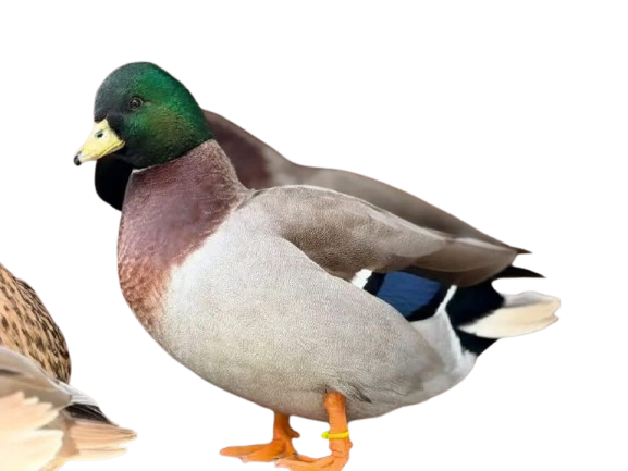 IMG-20260125-WA0091-removebg-preview Call Ducks