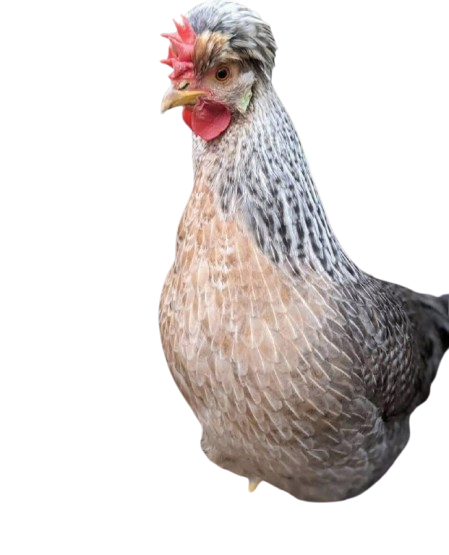 cream legbars cream legbars