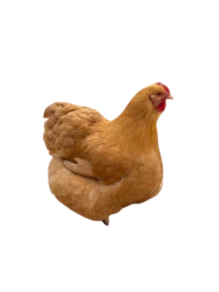 buff orpingtons buff orpingtons