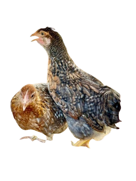 olive eggers olive eggers