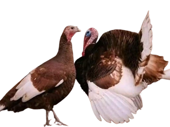 bourbon reds turkey bourbon reds turkey