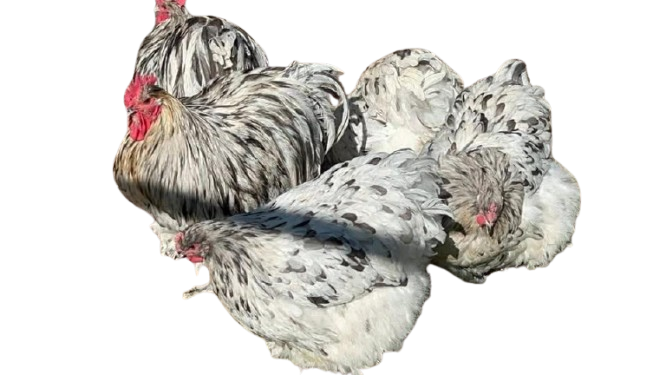 splash orpingtons splash orpingtons