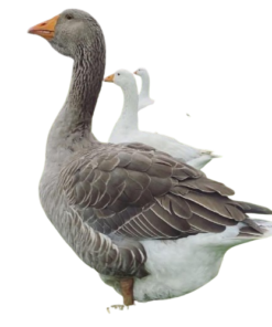 toulouse geese