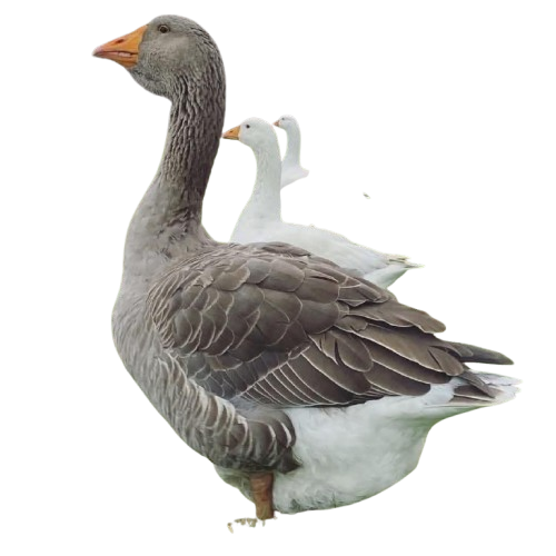 toulouse geese toulouse geese