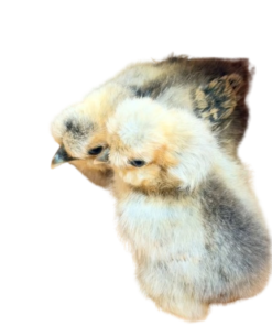 silkie chicks